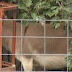 Κτηνοβάτης δελέαζε τα γαϊδουράκια με καρότα για να τα βιάζει