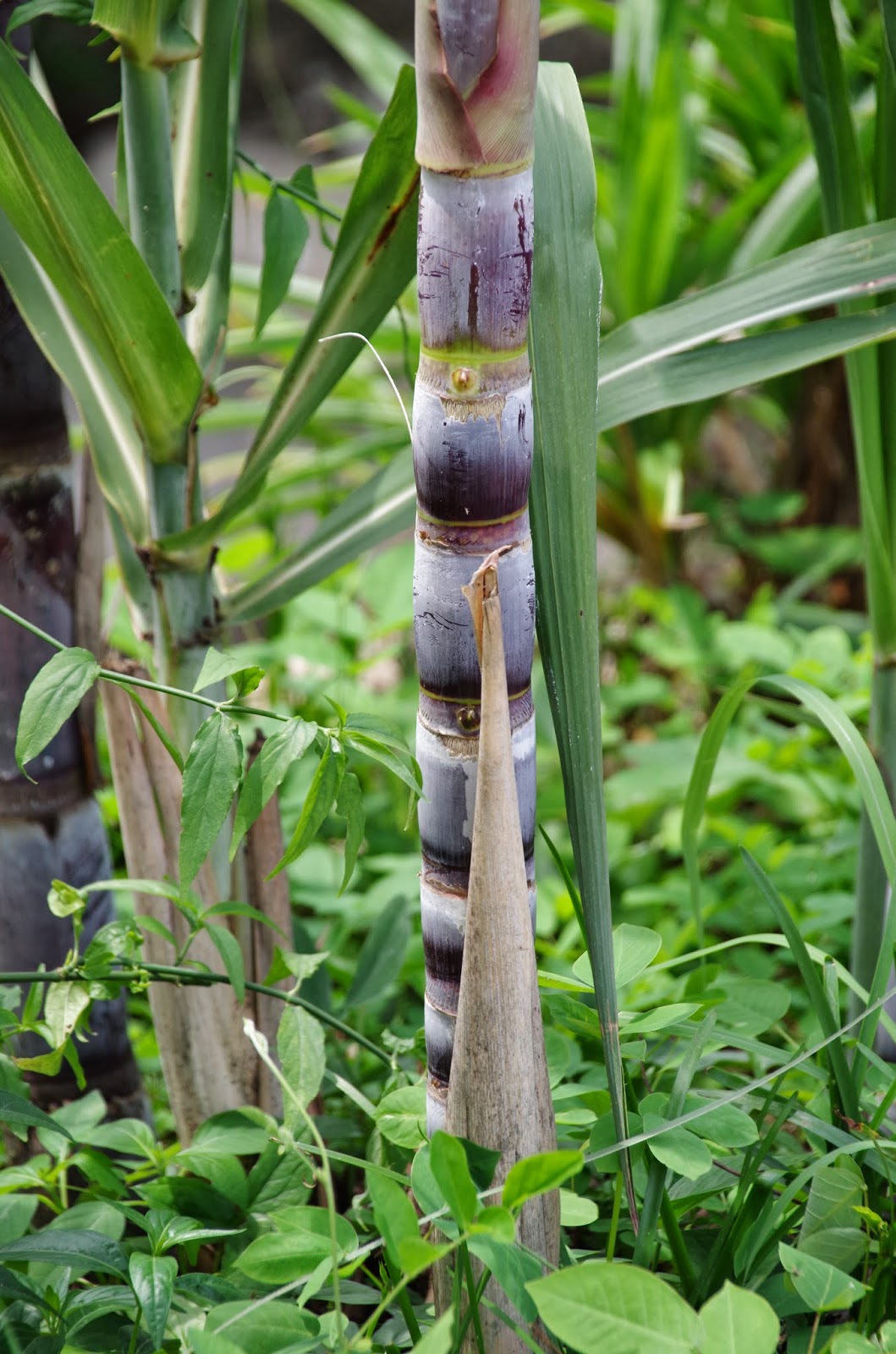 Trees and Plants Sugar Cane