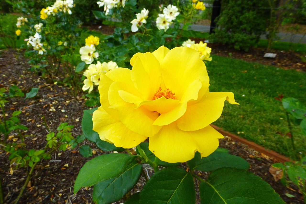 Owen Rose Garden, Golden Holstein rose, yellow rose, rose garden