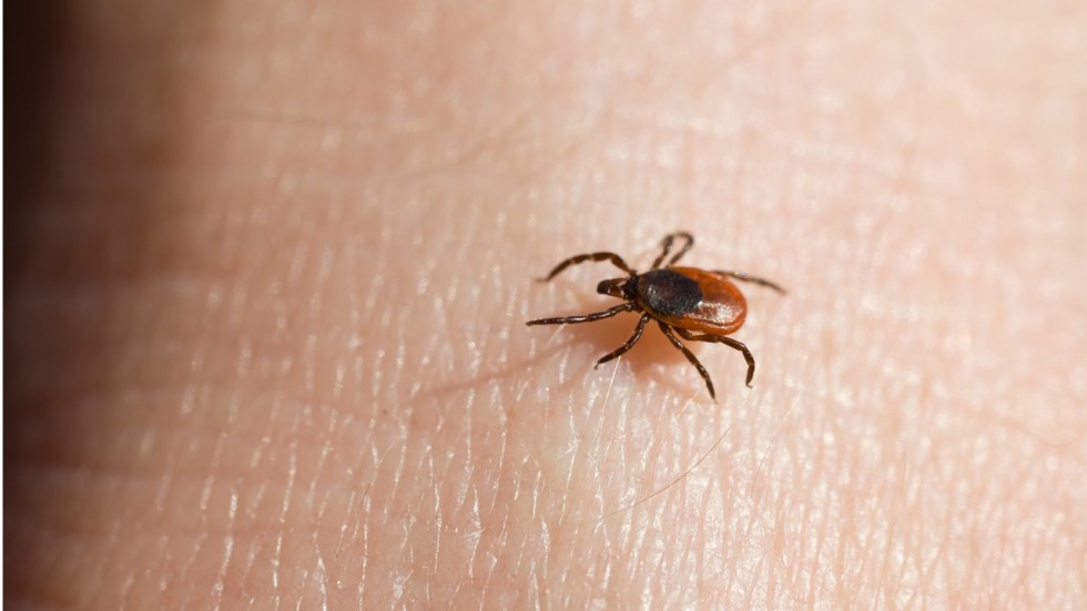 Livingston County Health Center Blog Ticks can carry many diseases