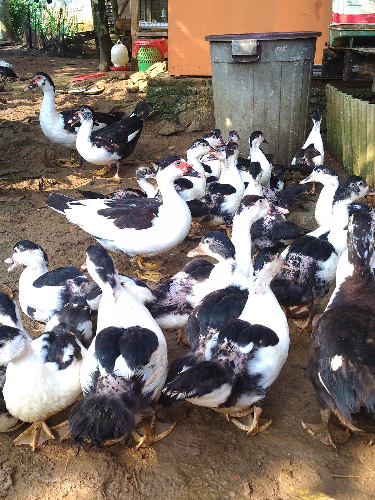 box office : entok pacitan