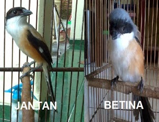 Cara Membedakan Burung Cendet Jantan dan Betina