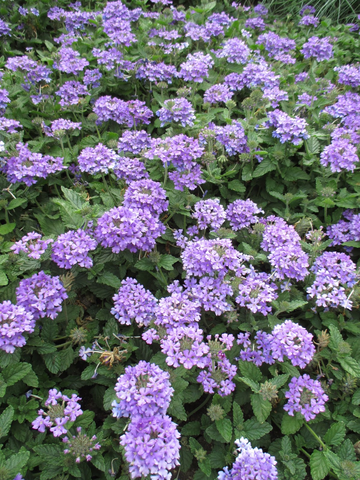 The Value of Verbena - Rotary Botanical Gardens