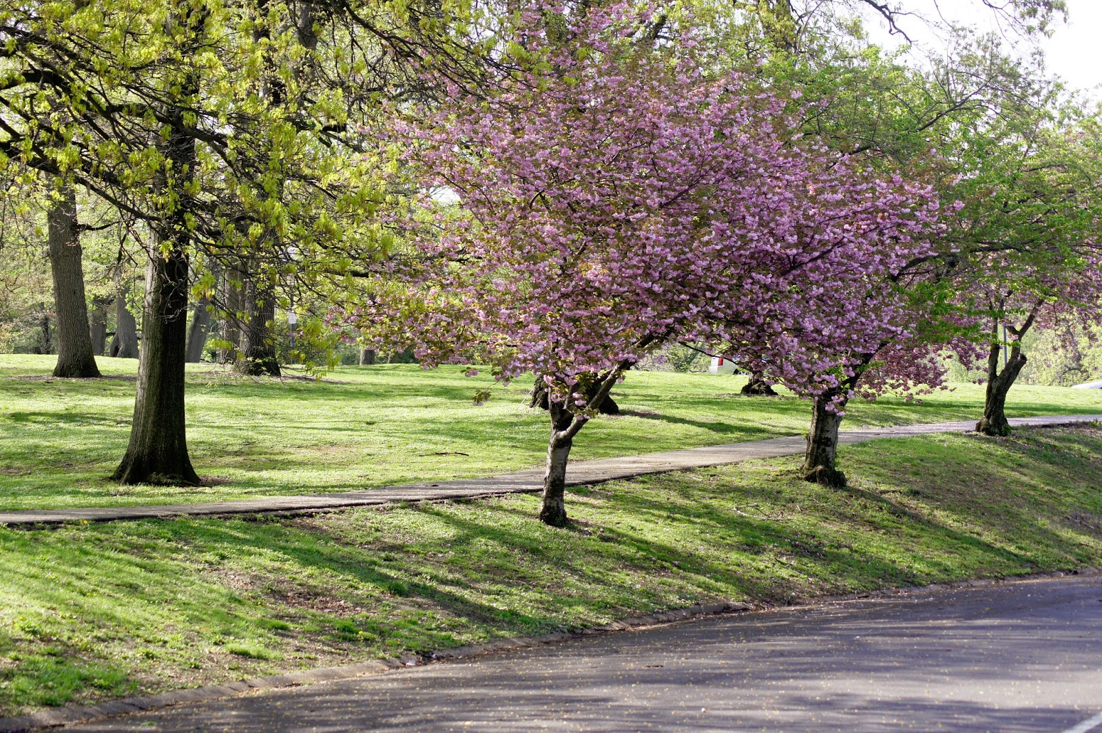 Baltimore You are Marvelous Reservoir Hill and Druid Hill Park