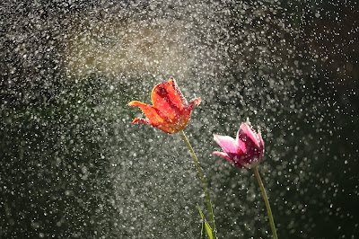 Close-up of an orange and pink tulip getting doused with water. Photo by Michael Podger on Unsplash