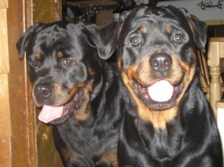 2_large_dogs