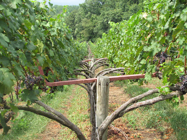 Vineyard - between the Vines