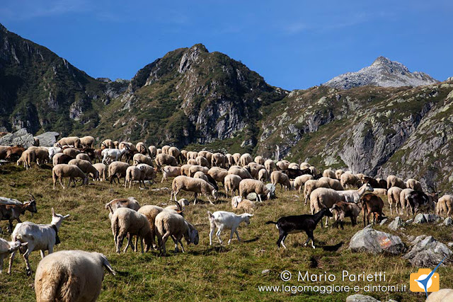 Il gregge verso l'alpe Selle Il gregge verso l'alpe Selle