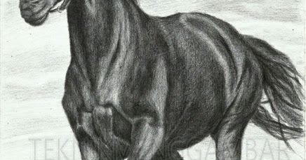 65 Gambar Sketsa Binatang Kuda Gratis Terbaru