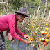 Petani Tomat Alami Gagal Panen di Musim Kali Ini