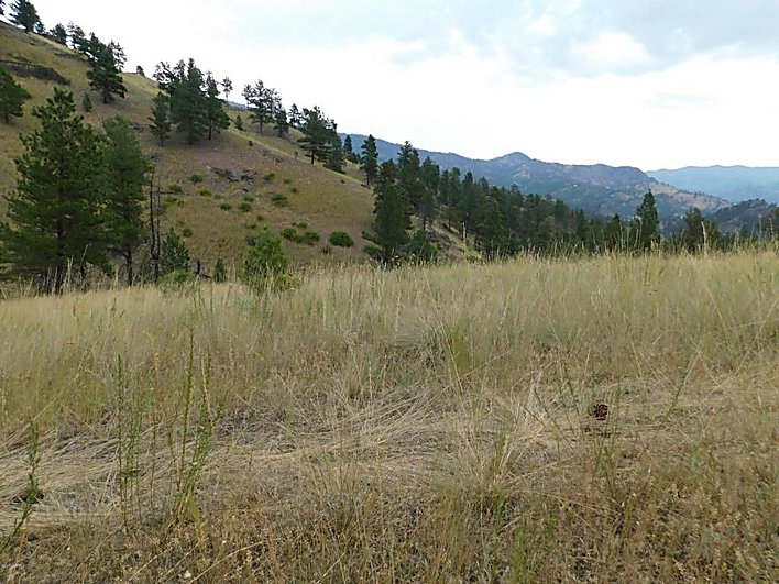 Northwest National Real Estate NEW LISTING! Secluded Montana Land