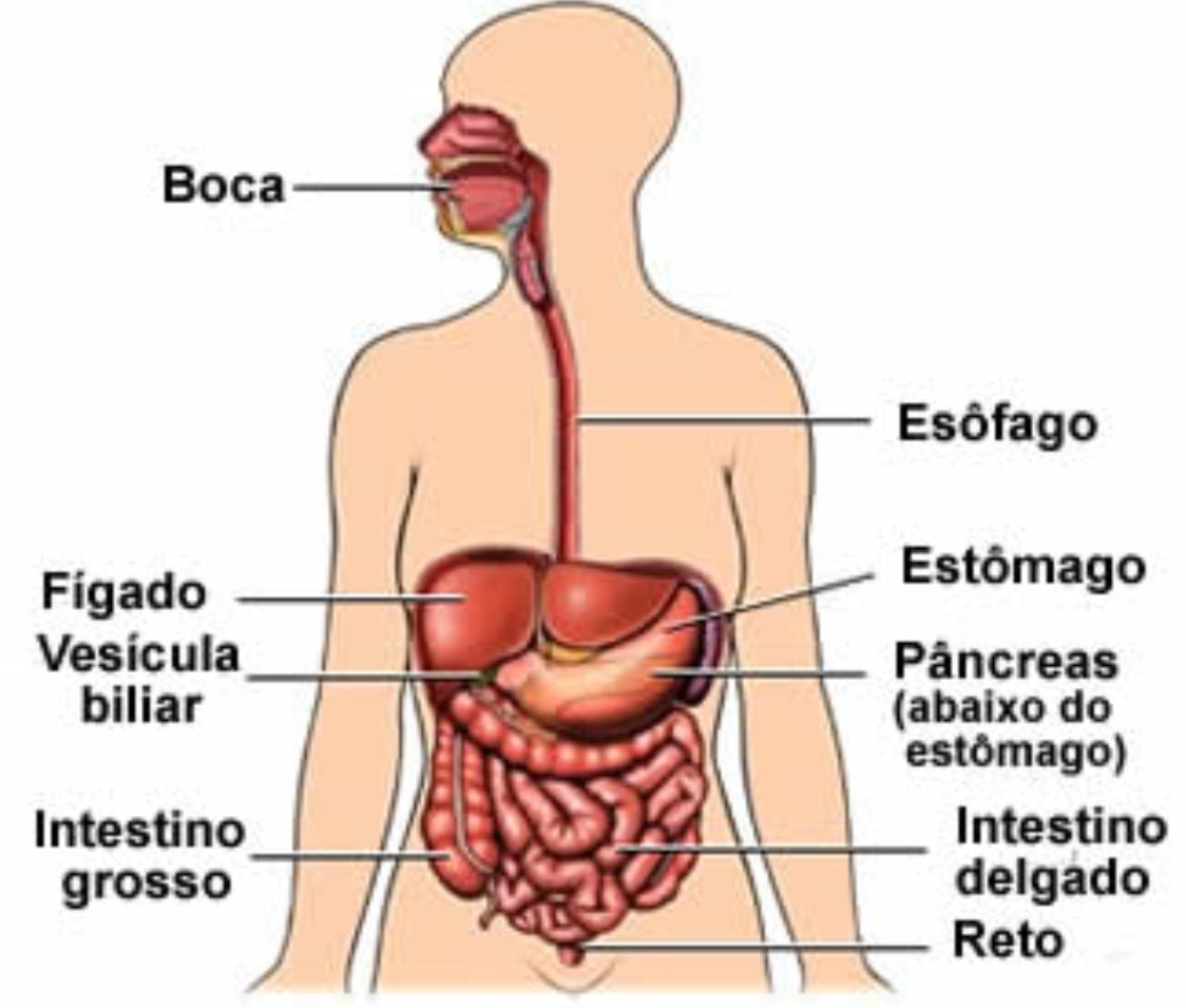 El Buen Estudiante sistema digestivo