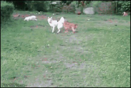 Dog jumping hedge fail gif picture