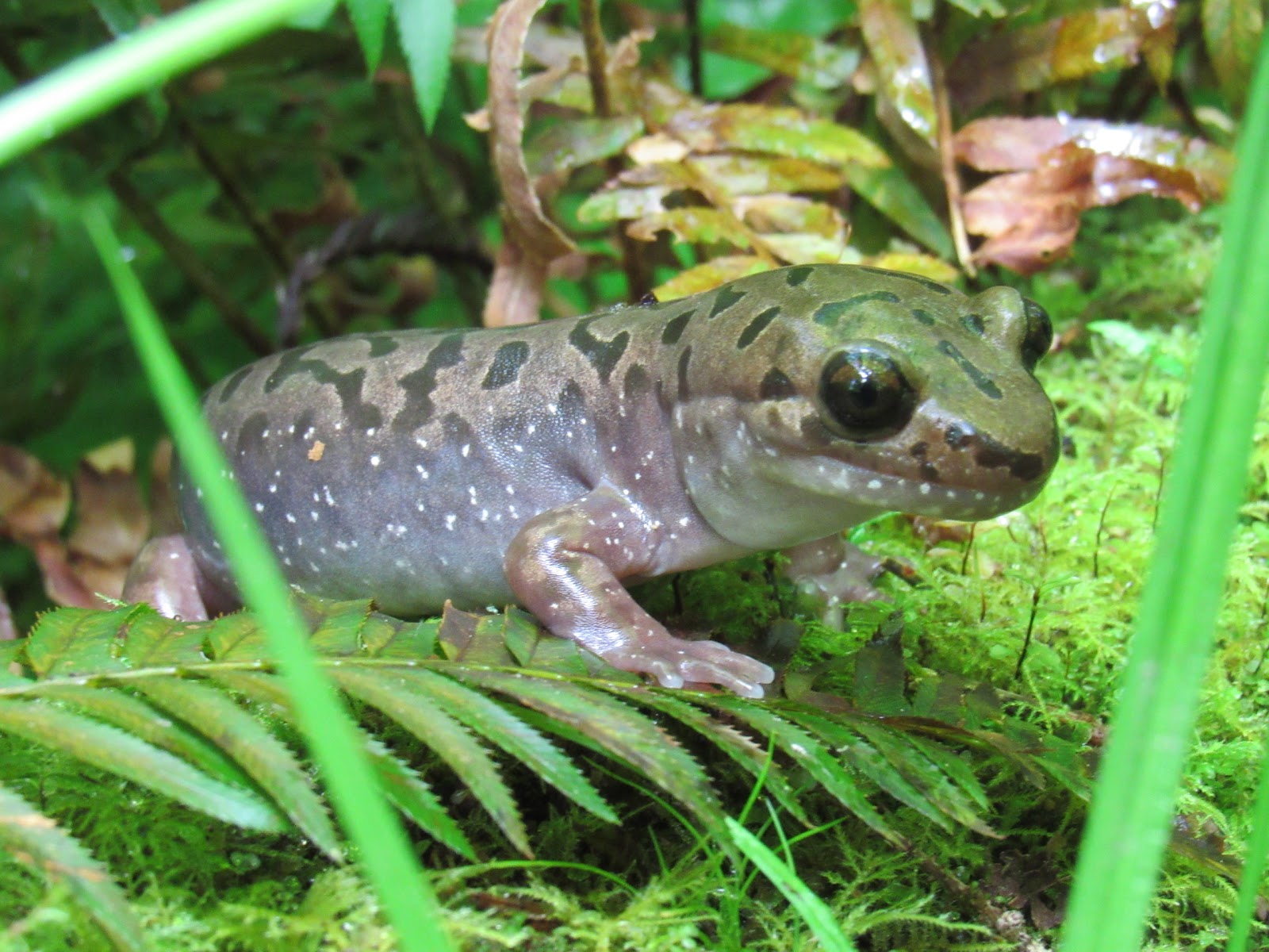 Pacific Giant Salamander