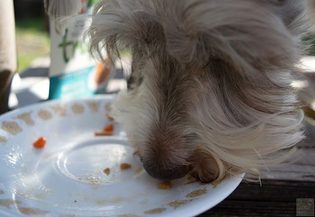 Dottie cleaning the plate after eating Wellness TruFood Tasty Pairings with Carrots, Salmon & Cod dog food
