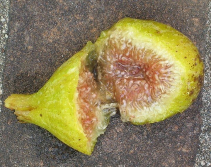 Filacciano Fig Var Tin