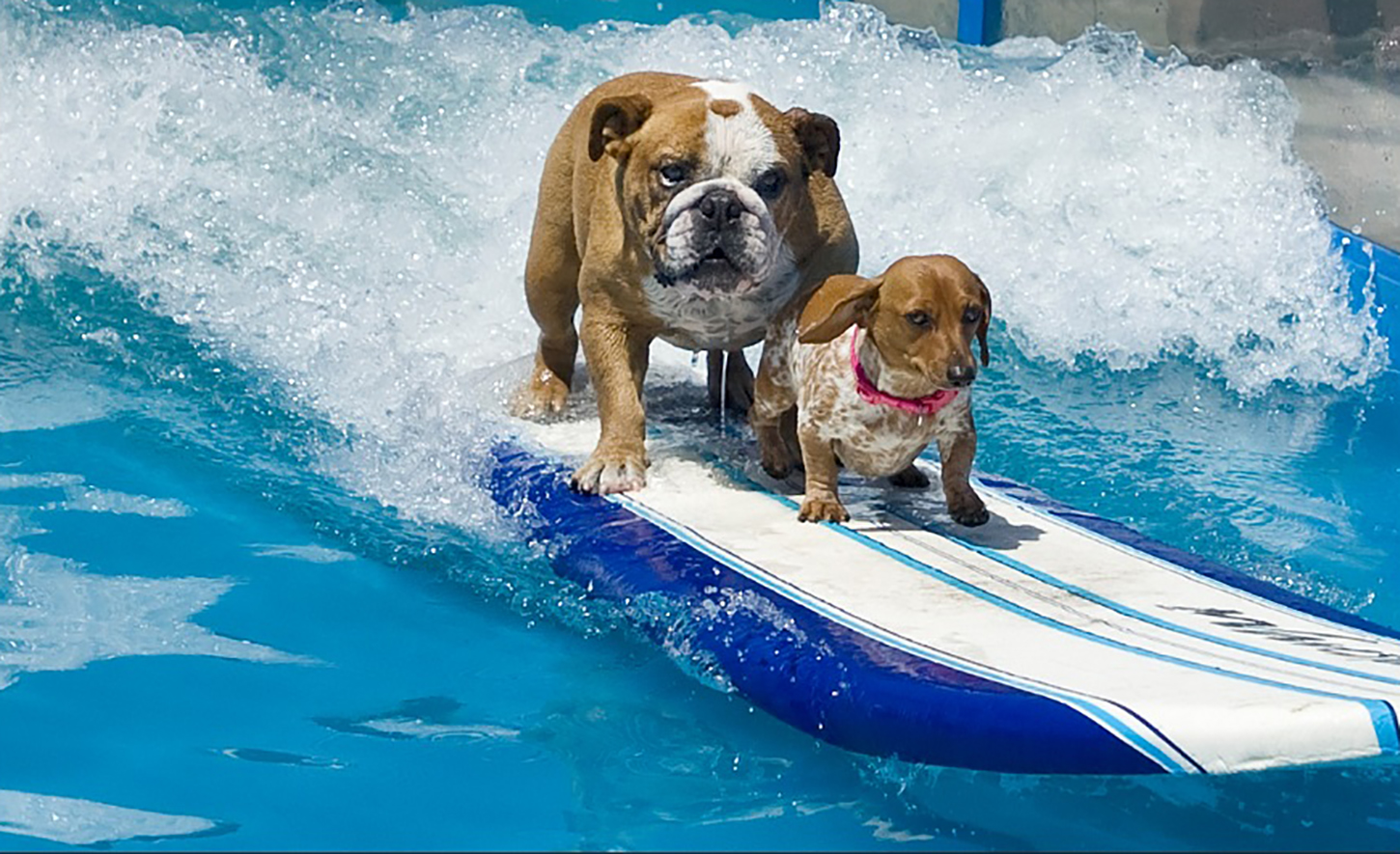 Best City Dogs Pets Best City Dogs Pets