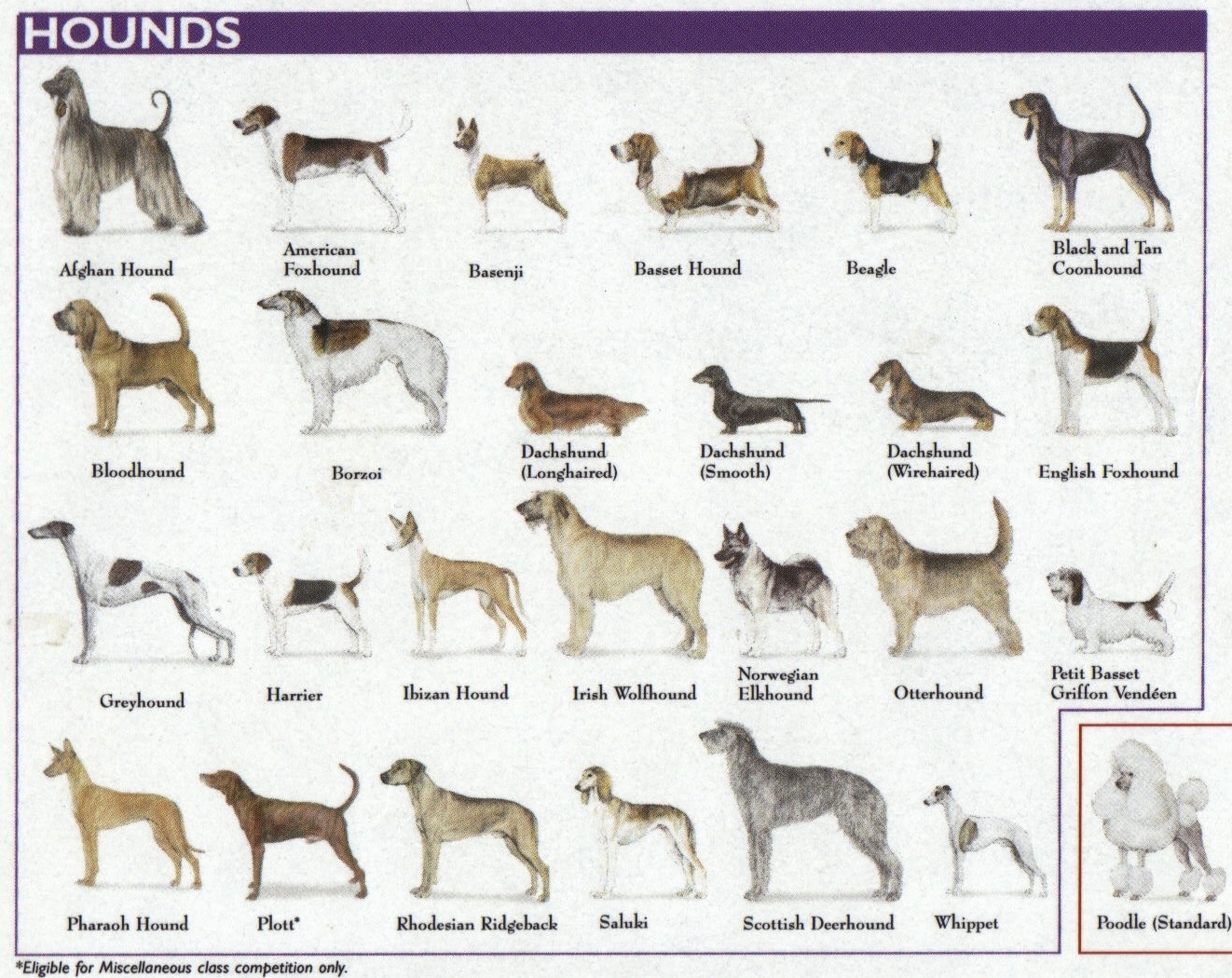 Is Rex A Dog Dog Breeds