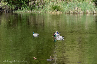 Schmalsee in Mölln