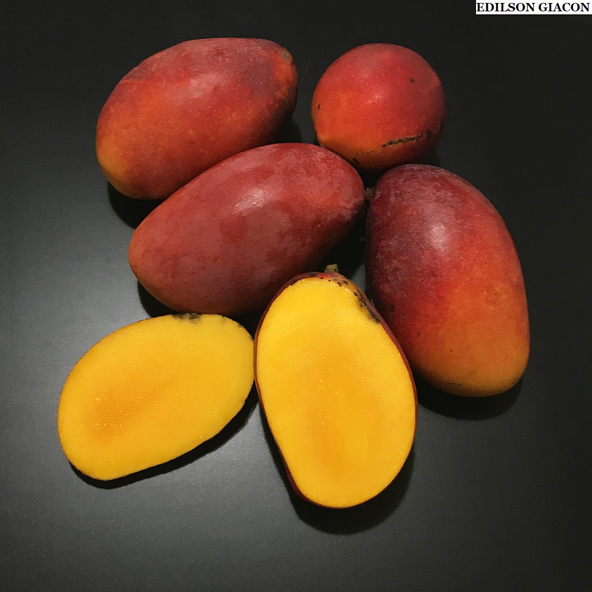 Viveiro Ciprest - Plantas Nativas e Exóticas: Manga Rubi ou Ruby ...