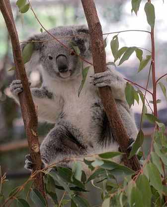 Lone Pine Koala Sanctuary, Brisbane