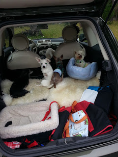 Methuselah and other dogs in trunk of hatchback