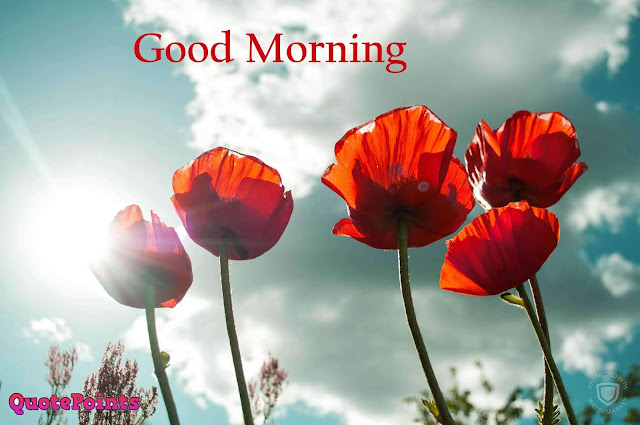 good morning images with rose flowers good morning images with rose flowers