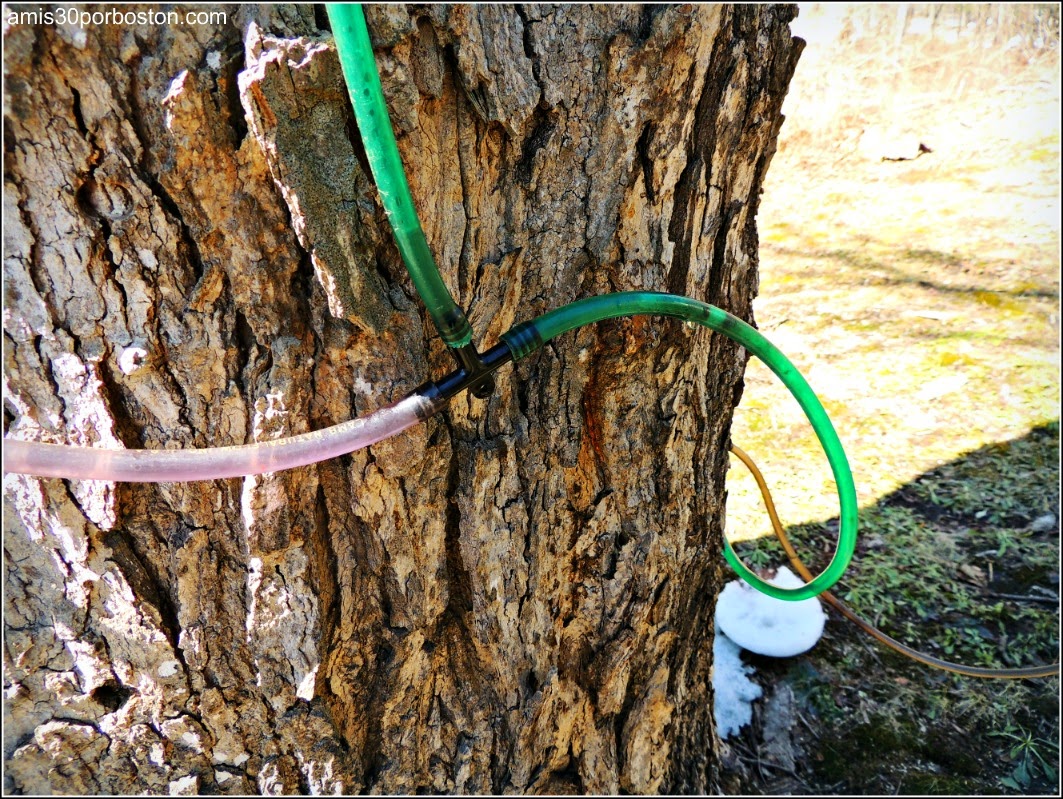 Maple Sugar Season en Massachusetts II