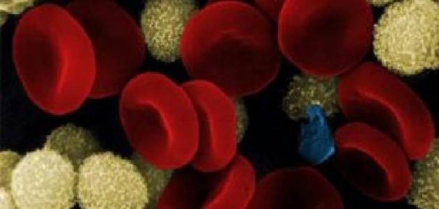 الدم في جسم الإنسان - مكوّنات الدّم