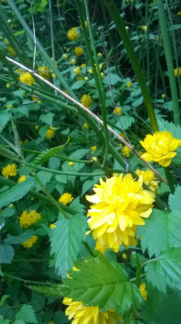 yellow flowering shrub batchelors buttons-life between the flowers gardening blog