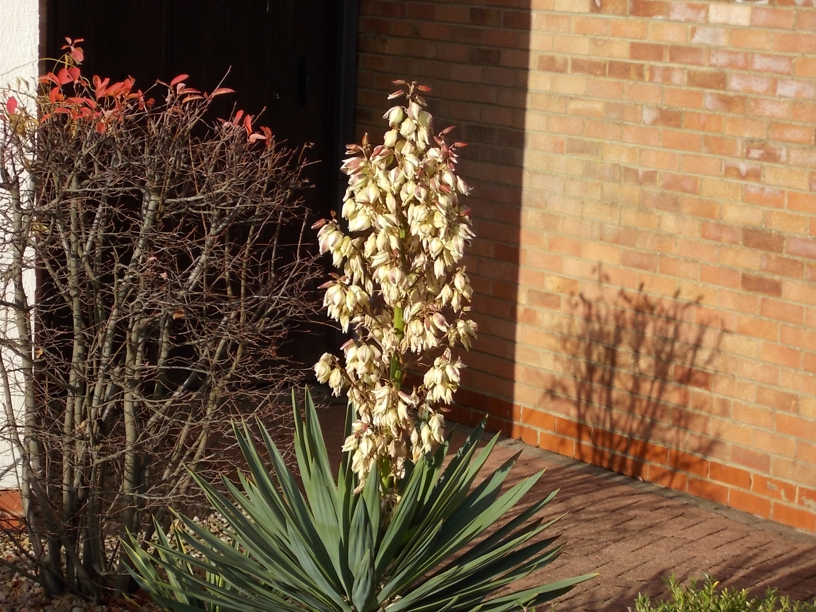 Privet Alchetron The Free Social Encyclopedia