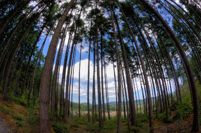 Curvilinear Distortion Curvilinear Distortion