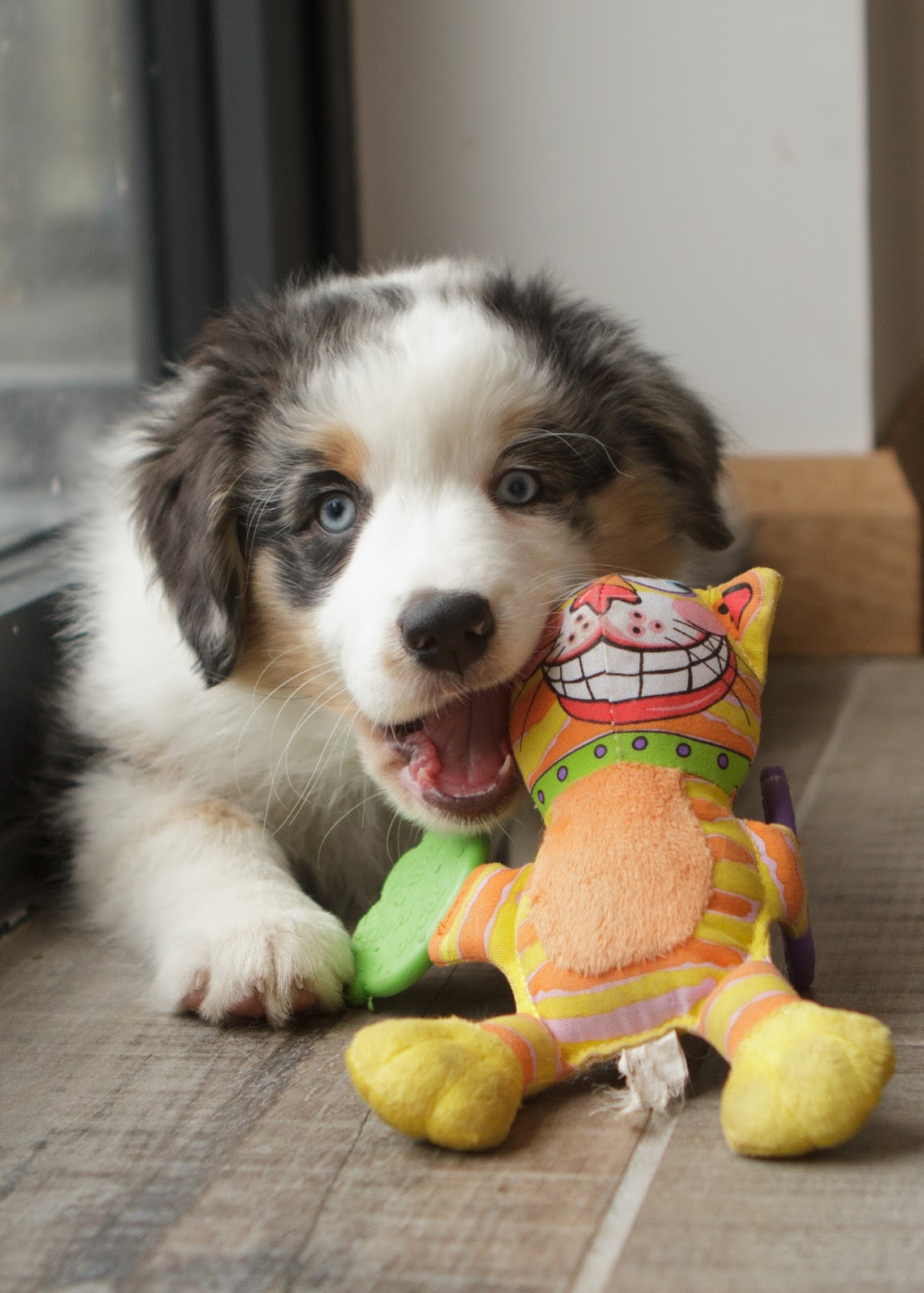 Team Stokey Fat Cat Dog Toys