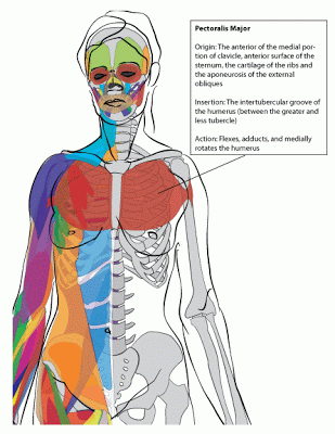 A diagram of the chest muscle, the pectoralis major.