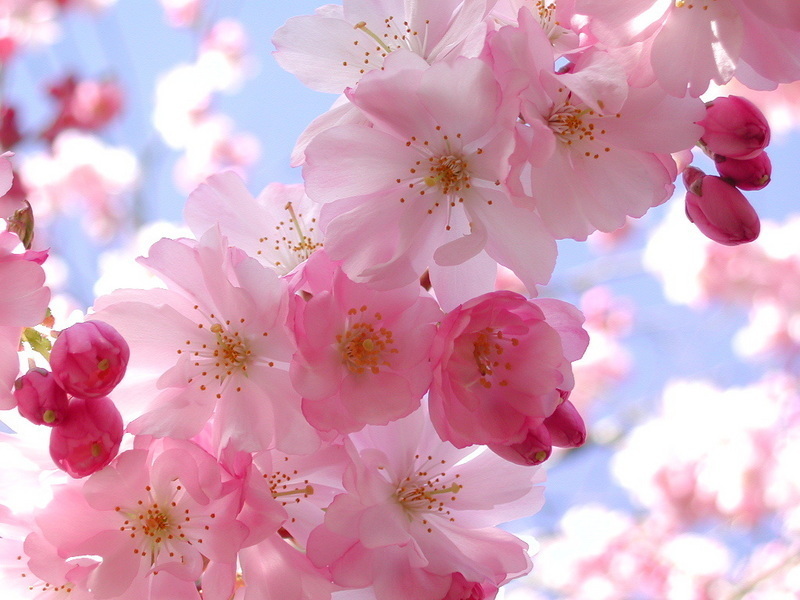 Spring Flower Images Spring Flower Images