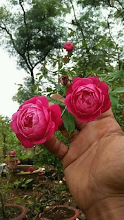 hoa hồng cổ huế