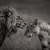 Respect the Tusk