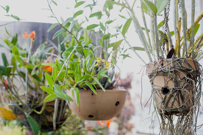 orchids in hanging pots hanging pots with orchids