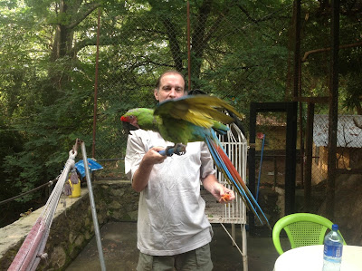 macaws in Nicaragua