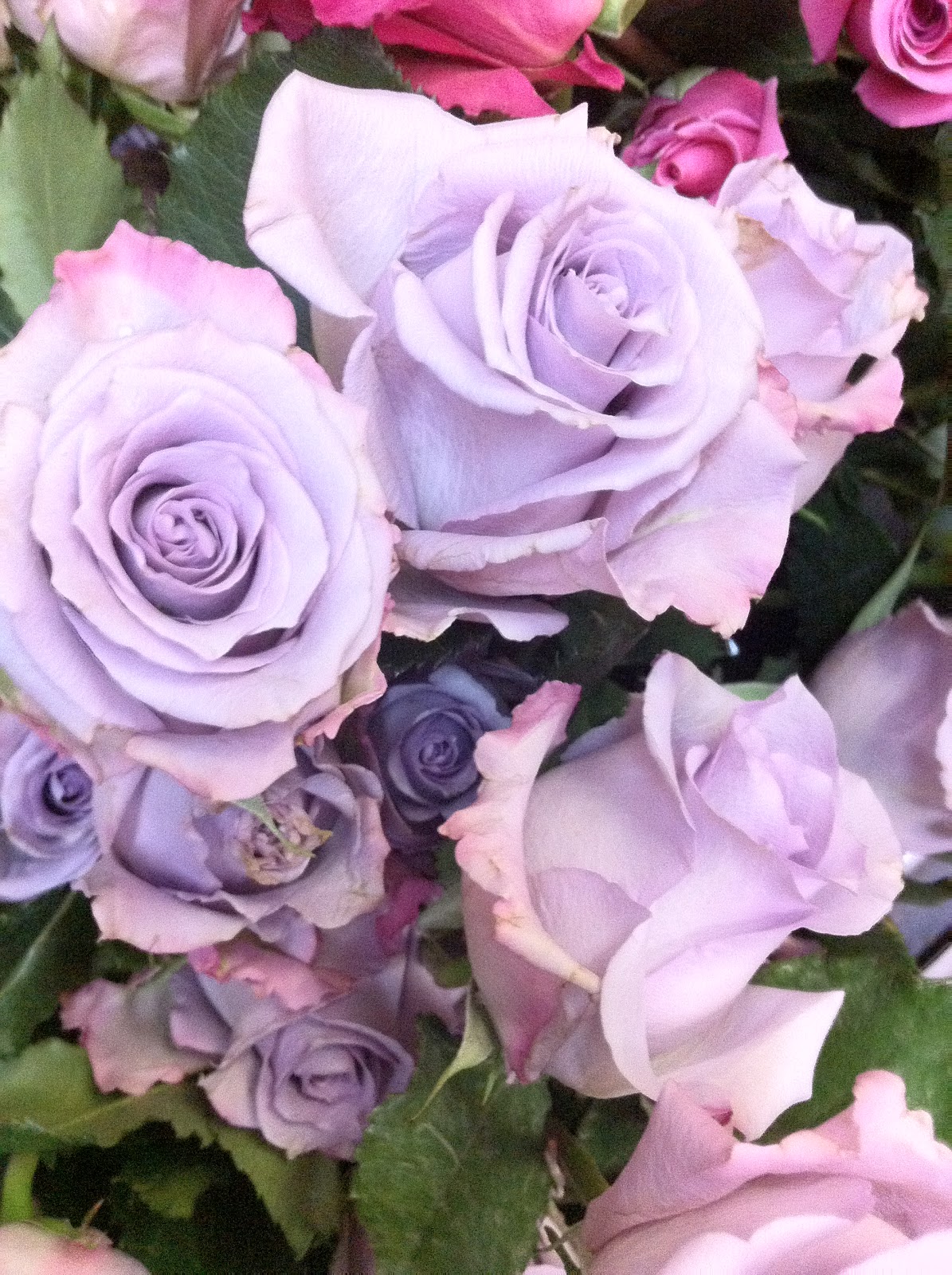 The Enchanted Petal: Lovely is the Rose