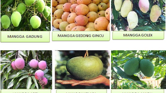 8 Contoh Keanekaragaman Hayati Tingkat Gen Gambar Dan Penjelasannya
