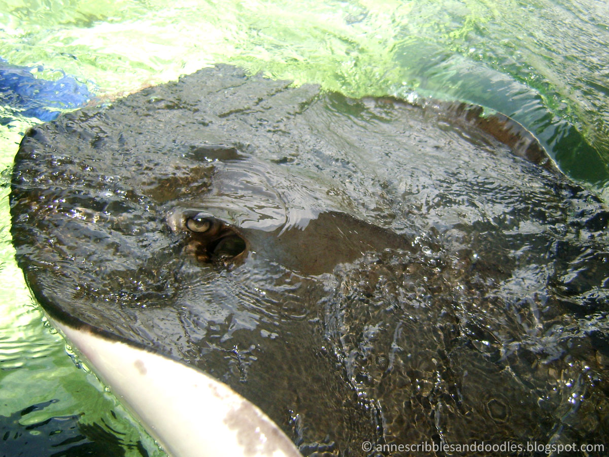 Manila Ocean Park: Sharks and Rays Encounter | Anne's Scribbles and Doodles Manila Ocean Park: Sharks and Rays Encounter | Anne's Scribbles and Doodles