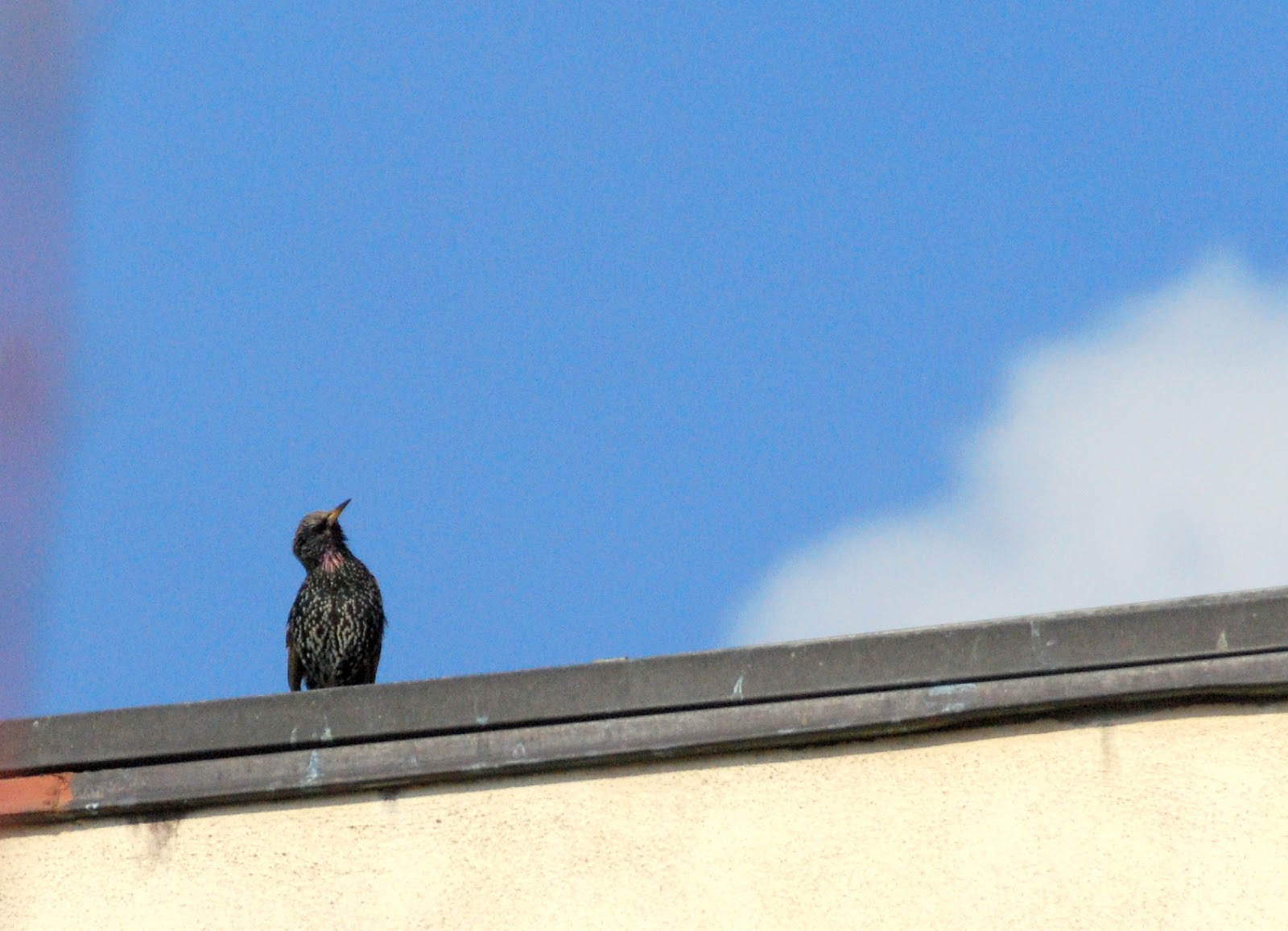 Quale Uccello Fa Le Uova Azzurre