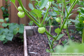 tomatillo plants in the garden, showing the balloons that will become tomatillo fruits