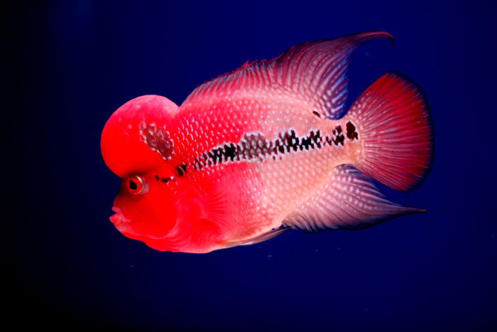 Flowerhorn The Hybrid Cichlids: Red Jambo size 4.5 inch