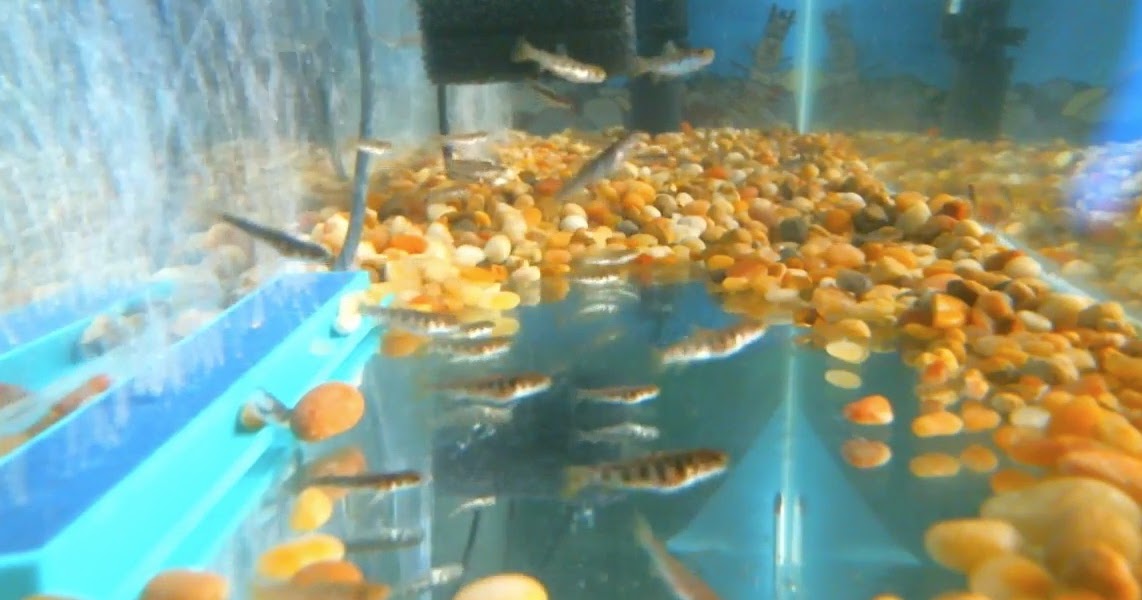 PA Environment Digest Blog Eastern PA Coalition For Abandoned Mine