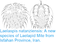 http://sciencythoughts.blogspot.co.uk/2016/05/laelaspis-natanziensis-new-species-of.html