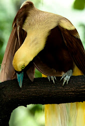 paradise bird lesser birds flying animal paradisier petit paradiesvogel paradisaea minor colourful animals kleiner esmeralda chica ave del emeraude flickr