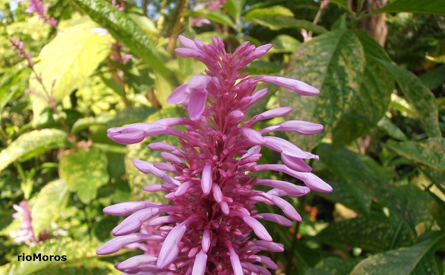 Flores de Pico violeta Odontonema callistachyum