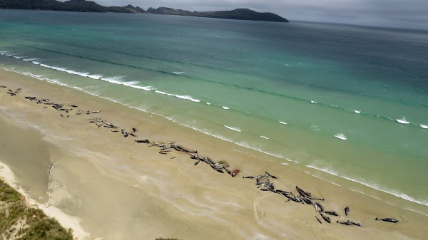 FOTOS: 145 ballenas piloto murieron en playas de nueva zelanda. FOTOS: 145 ballenas piloto murieron en playas de nueva zelanda.